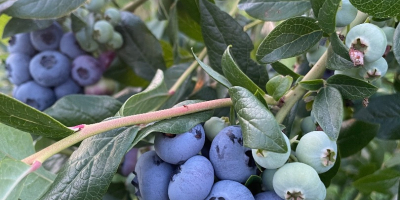 Hello, I will sell American blueberries, varieties patriot, bluecrop,