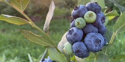 Hello, I will sell American blueberries, varieties patriot, bluecrop,