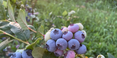 Hello, I will sell American blueberries, varieties patriot, bluecrop,