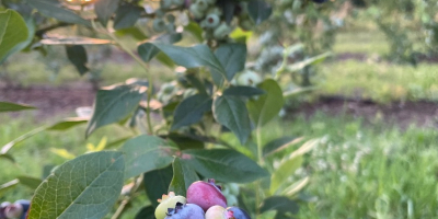 Hello, I will sell American blueberries, varieties patriot, bluecrop,