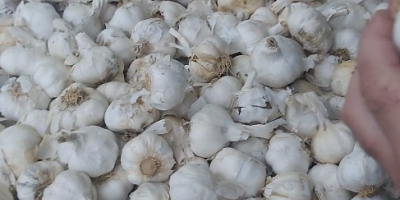 Wir importieren Knoblauch aus Spanien in großen Mengen. Lila,