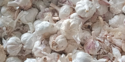 Wir importieren Knoblauch aus Spanien in großen Mengen. Lila,