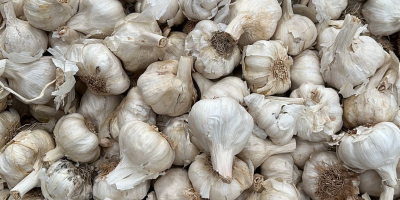 Wir importieren Knoblauch aus Spanien in großen Mengen. Lila,