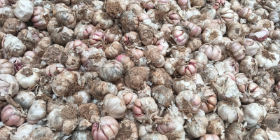 Wir importieren Knoblauch aus Spanien in großen Mengen. Lila,