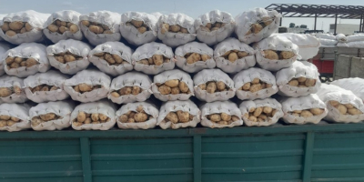 La cooperativa agricola vende patate novelle bianche rumene della