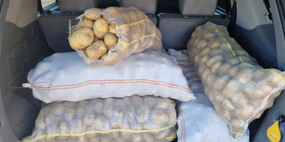 La cooperativa agricola vende patate novelle bianche rumene della