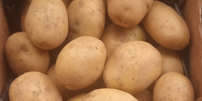 La cooperativa agricola vende patate novelle bianche rumene della