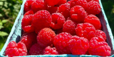Buying Frozen raspberrys and sourcherrys without pit . Large