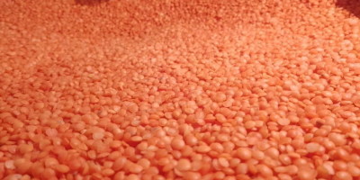 ✅ Ukrainian Lentils – BVS Trade BVS Trade offers