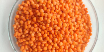 ✅ Ukrainian Lentils – BVS Trade BVS Trade offers