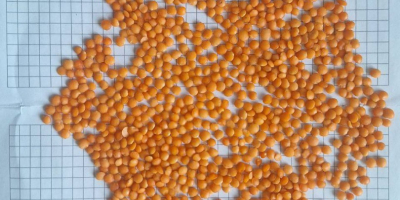 ✅ Ukrainian Lentils – BVS Trade BVS Trade offers