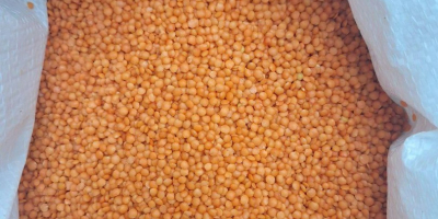 ✅ Ukrainian Lentils – BVS Trade BVS Trade offers