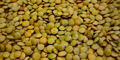 Green Canadian lentils, of own production