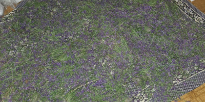 Cut lavender or just the flower