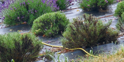Cut lavender or just the flower