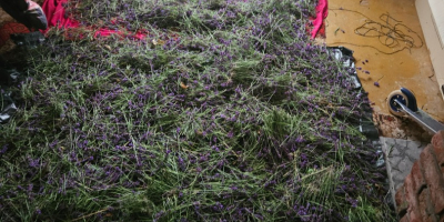 Cut lavender or just the flower