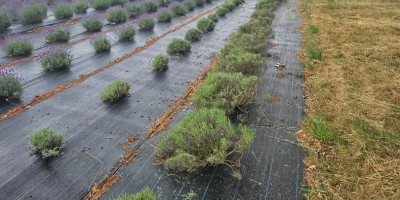 Cut lavender or just the flower