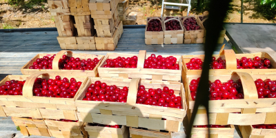 Cluster cherry Cluster cherry for sale Price PLN 10