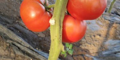 Продавам пресни, вкусни домати, набрани от слънцето по поръчка