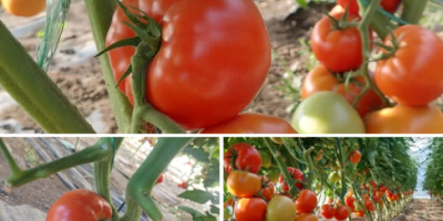 Продавам пресни, вкусни домати, набрани от слънцето по поръчка
