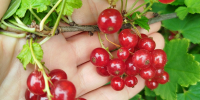 Ich verkaufe rote Johannisbeeren von Jonker van Tes, zum