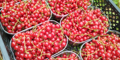 Ich verkaufe rote Johannisbeeren von Jonker van Tes, zum