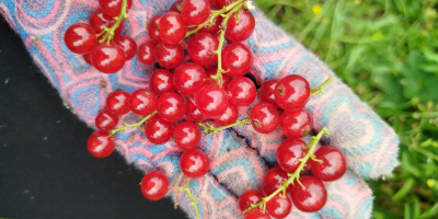 Ich verkaufe rote Johannisbeeren von Jonker van Tes, zum