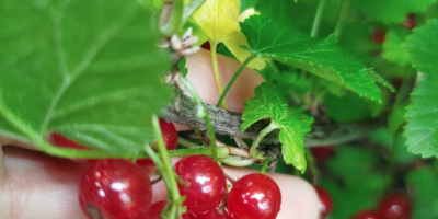 Ich verkaufe rote Johannisbeeren von Jonker van Tes, zum