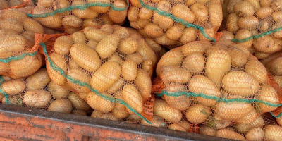 Der Produzent bietet weiße Kartoffeln in großen Mengen zum
