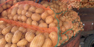 Der Produzent bietet weiße Kartoffeln in großen Mengen zum