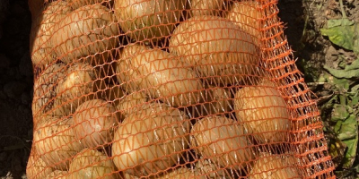 Der Produzent bietet weiße Kartoffeln in großen Mengen zum