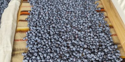 Hello, I have blueberries for sale from my own