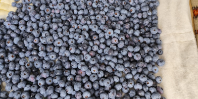 Hello, I have blueberries for sale from my own