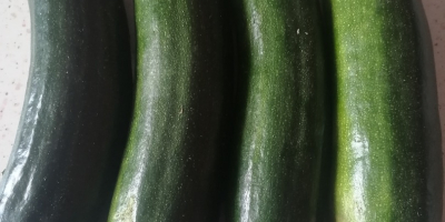 Hallo, ich verkaufe grüne Zucchini. Preis: 2 PLN pro