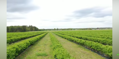 Wir sind ein erfahrener Anbauer und Verarbeiter von Bio-Haskap-Beeren