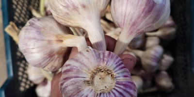I&#39;m selling Harnaś garlic in various sizes and preparation