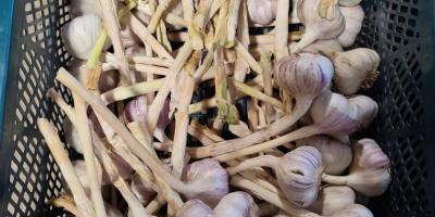 I&#39;m selling Harnaś garlic in various sizes and preparation