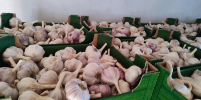 I&#39;m selling Harnaś garlic in various sizes and preparation