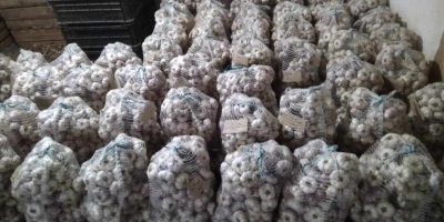 I&#39;m selling Harnaś garlic in various sizes and preparation