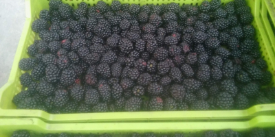 Ich verkaufe Brombeeren der süßen Sorte Tri Krone und