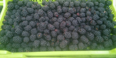Ich verkaufe Brombeeren der süßen Sorte Tri Krone und