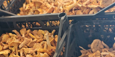 Frische Pfifferlinge verfügbar 500kg