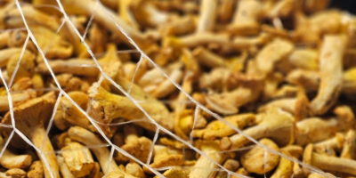 Frische Pfifferlinge verfügbar 500kg