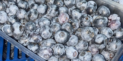 Quality blueberries.