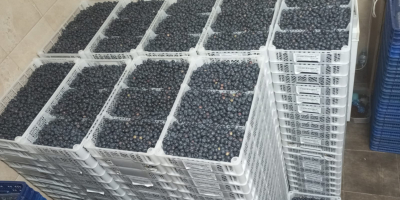 Quality blueberries.