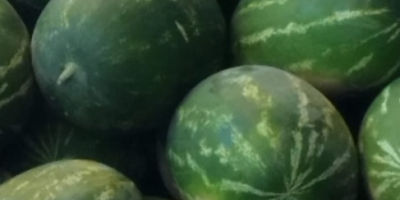 High quality Hungarian melons between 5-10 kg. Packed in