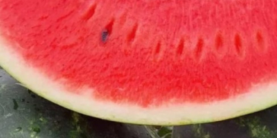 High quality Hungarian melons between 5-10 kg. Packed in