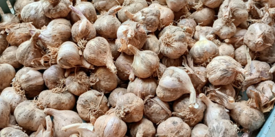 I will sell winter garlic harnaś, caliber 4 to