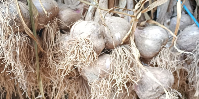 I will sell winter garlic harnaś, caliber 4 to