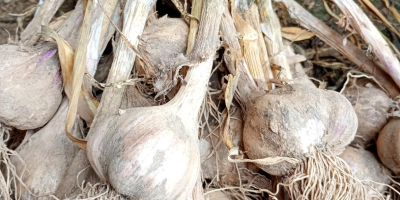 I will sell winter garlic harnaś, caliber 4 to